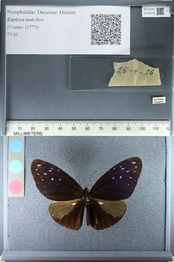 Media type: image;   Entomology 160118